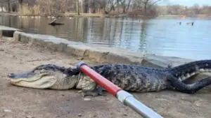 Capturan en un parque de Nueva York a un caimán de más de un metro