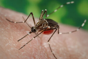 República Dominicana emite alerta por propagación de chikungunya