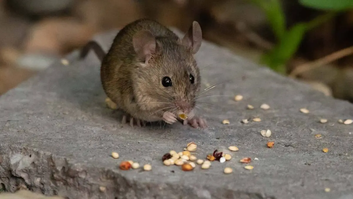 Hantavirus podría aumentar por el cambio climático en América Latina