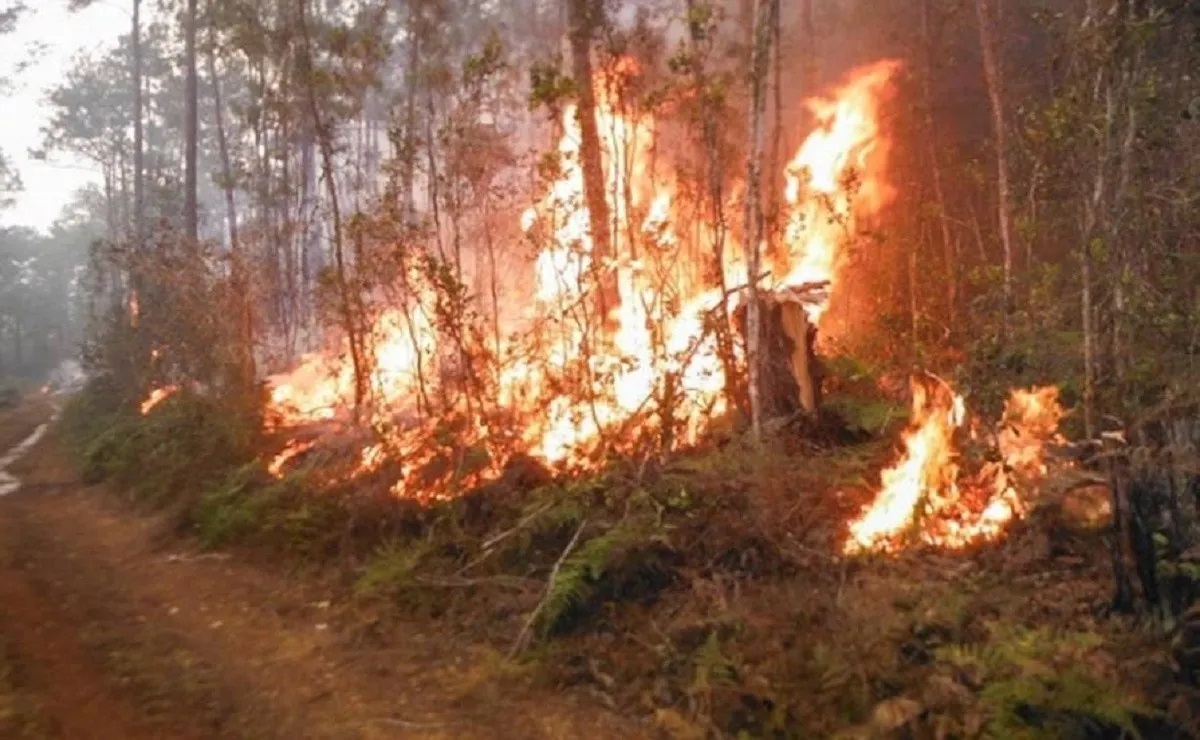 Un fuego de La Habana deja dos muertos y otro forestal arde en zona oriental FOTO: FUENTE EXTERNA