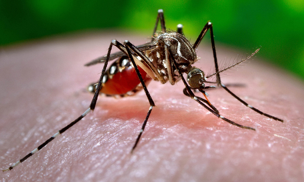 El uso de cloro en las aguas puede evitar la producción del mosquito Aedes aegypti. Fuente externa