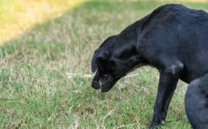 Estudiantes UASD denuncian envenenamiento más de 15 perros