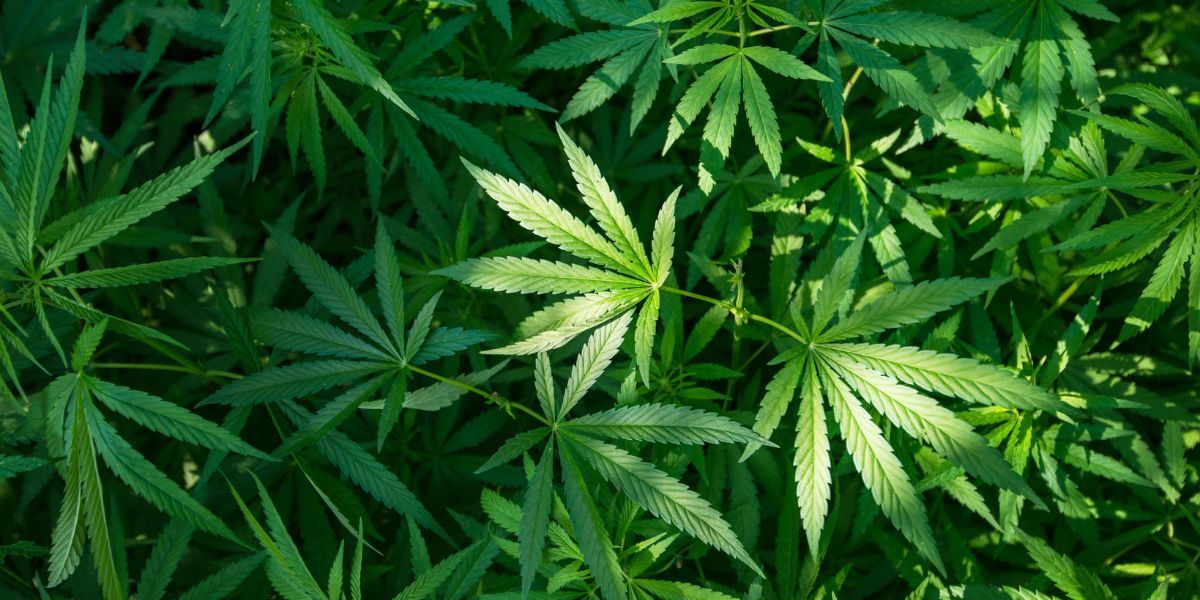 ONU: legalizar el cannabis no reduce el mercado ilegal