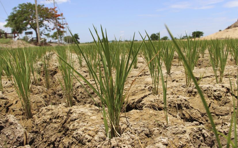 Parceleros denuncian perdida de cosecha por falta de agua en Dajabón