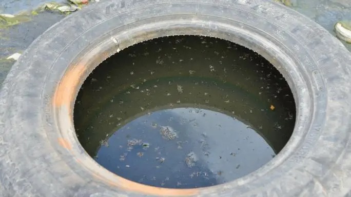 Chikungunya: elimina criaderos de mosquitos para mitigar impacto