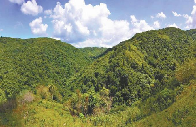 Cámara Forestal dice país aumentó a 40 por ciento zona forestal