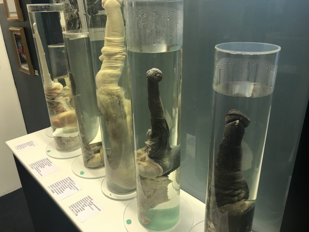 Exhibición en el museo Filológico, mejor conocido como el museo del pene, en Islandia