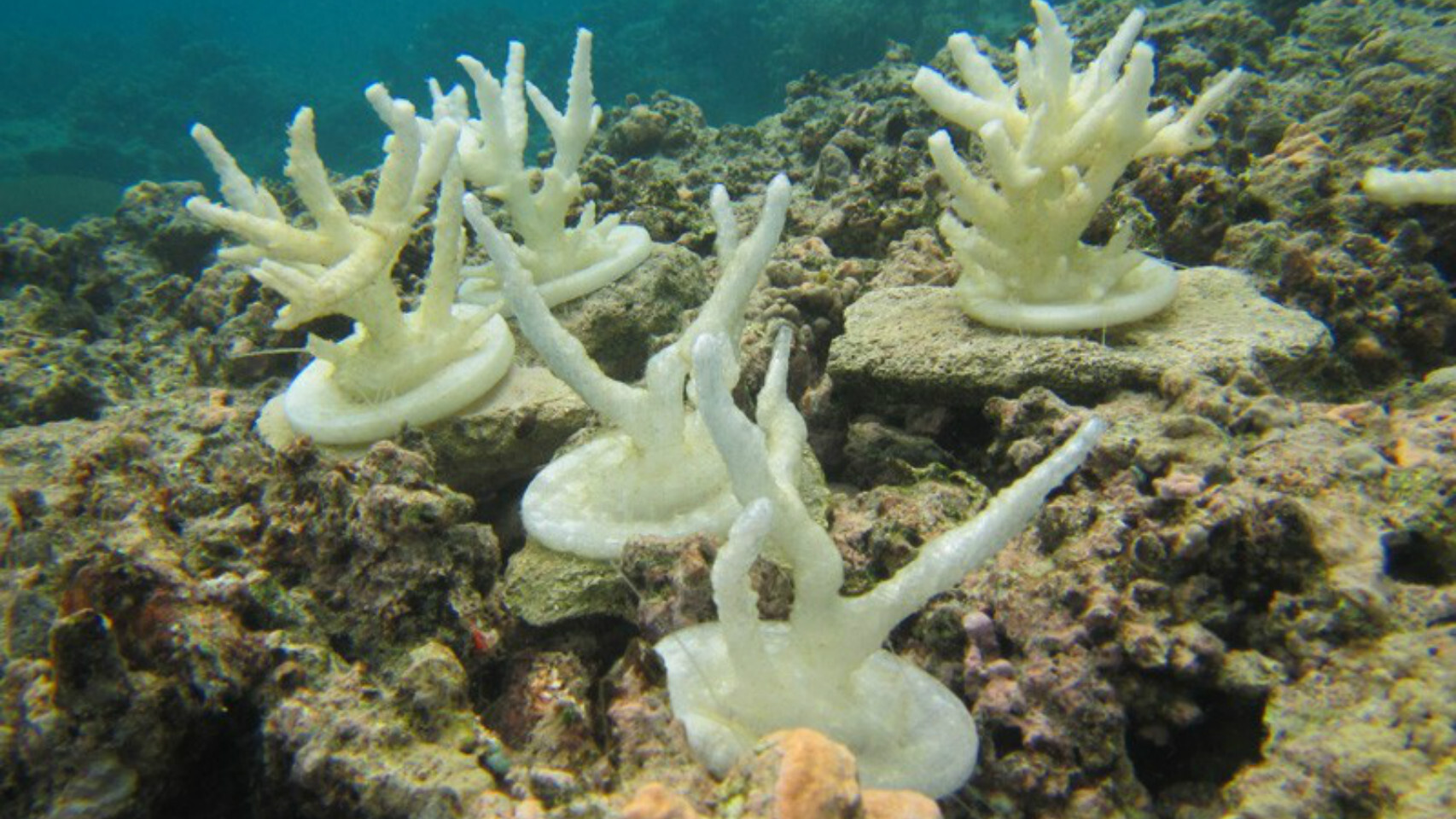 Puerto Rico compra impresoras para fabricar corales artificiales