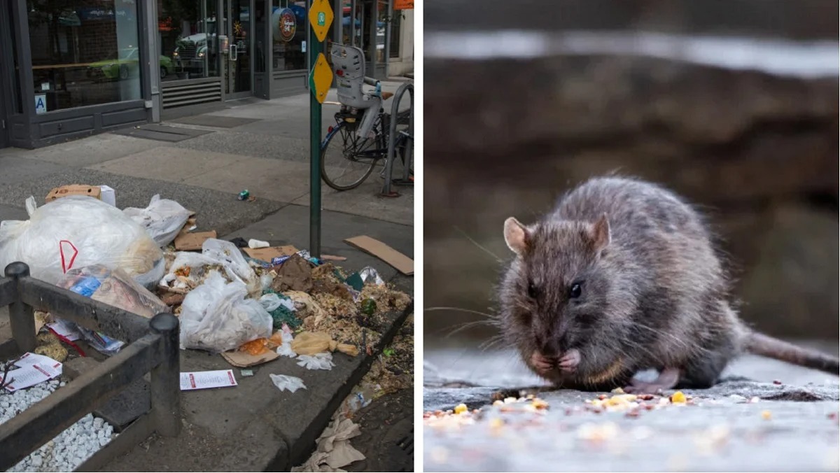 Nueva York cambia horario para sacar la basura en lucha contra las ratas FOTO: TELEMUNDO 47