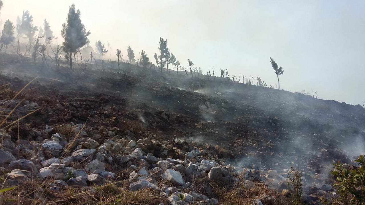 Incendios afectan árboles de Pino en Hondo Valle y Elías Piña