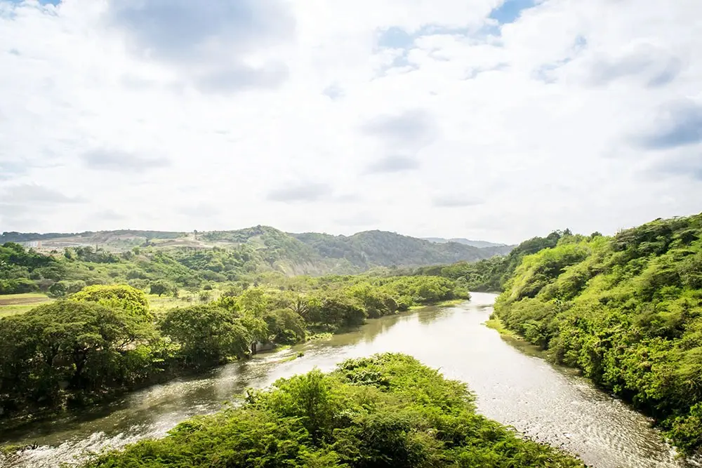 Ambiente dice tomará acciones para proteger bosques
