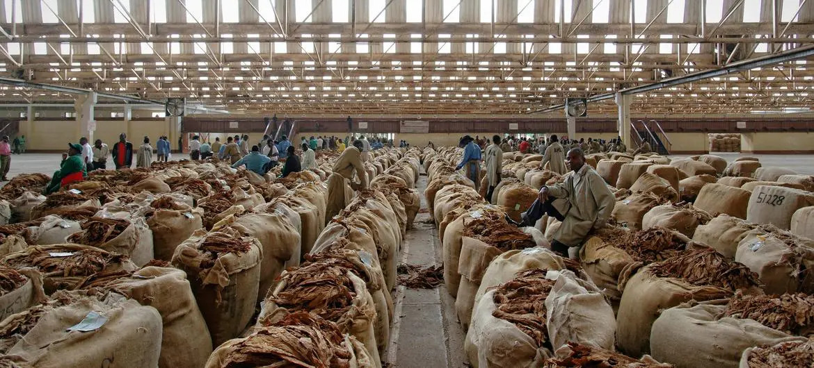 La OMS pide a los gobiernos dejen de subvencionar el cultivo de tabaco