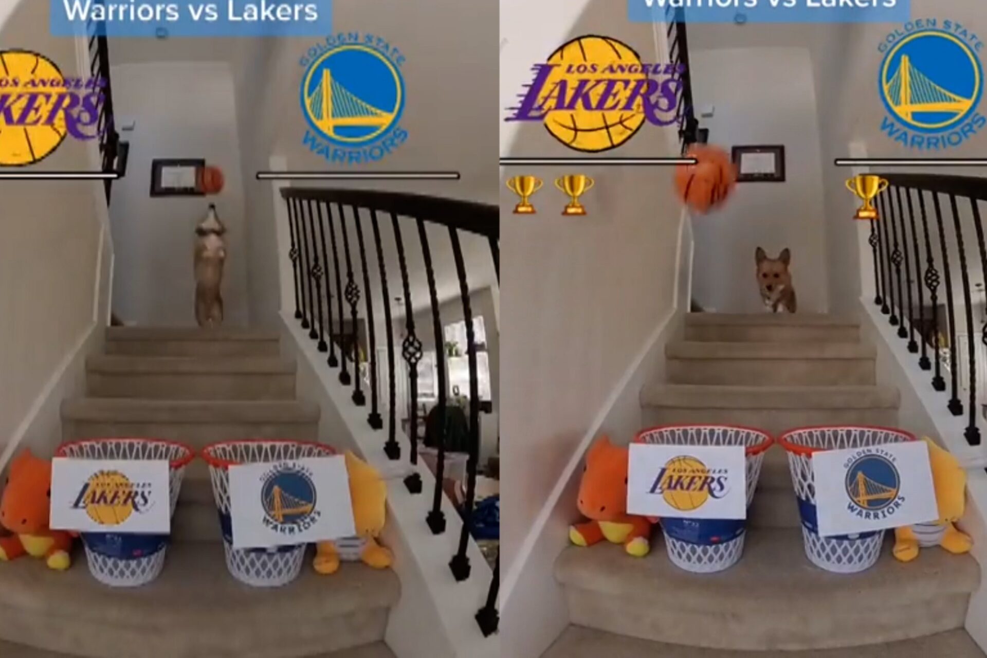 Un perro predijo el ganador de Lakers vs. Warriors en los NBA Playoffs