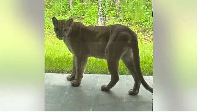 El felino observaba por el ventanal del patio trasero de la casa (Vendela Harold)