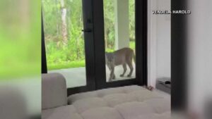 Captan en un video a una pantera en el patio de una casa de Florida