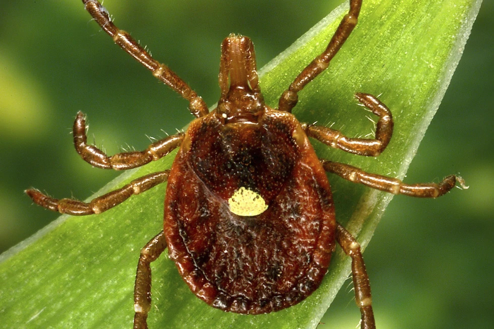 Crece en EEUU una rara alergia a la carne asociada a las garrapatas