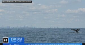 Las ballenas nadan en la bahía de Nueva York con rascacielos de fondo