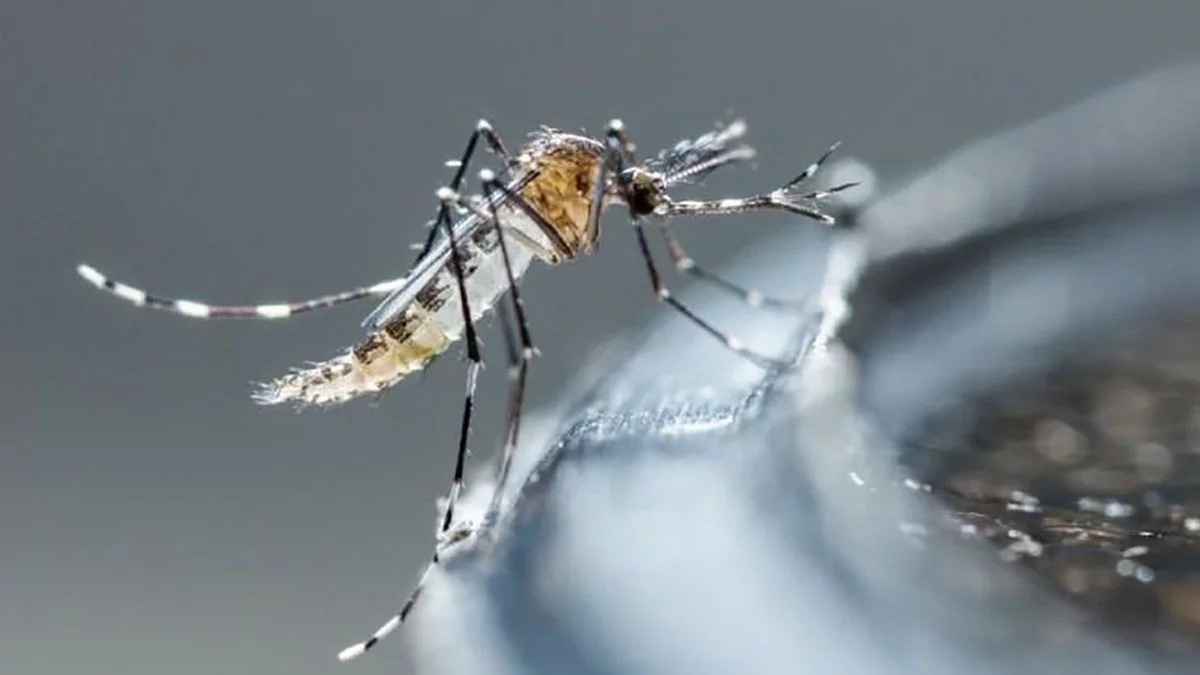 Dengue vuelve a ser preocupación; conozca los síntomas