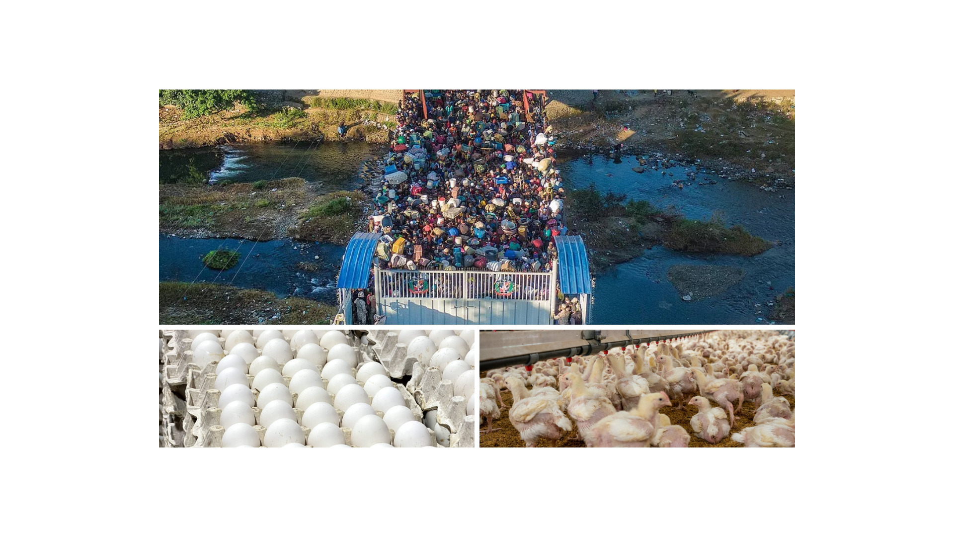 ADA: Producción destinada a la comercialización en la frontera con Haití está estimada en 30 millones de huevos mensuales