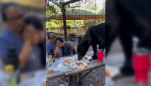 Un oso asalta el día de campo de una familia y mira cómo reaccionó