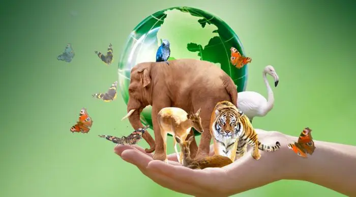 Día Mundial de los Animales; ¿por qué se celebra?