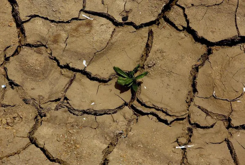 La ONU advierte pérdida de "tierras sanas" y alerta rápida degradación