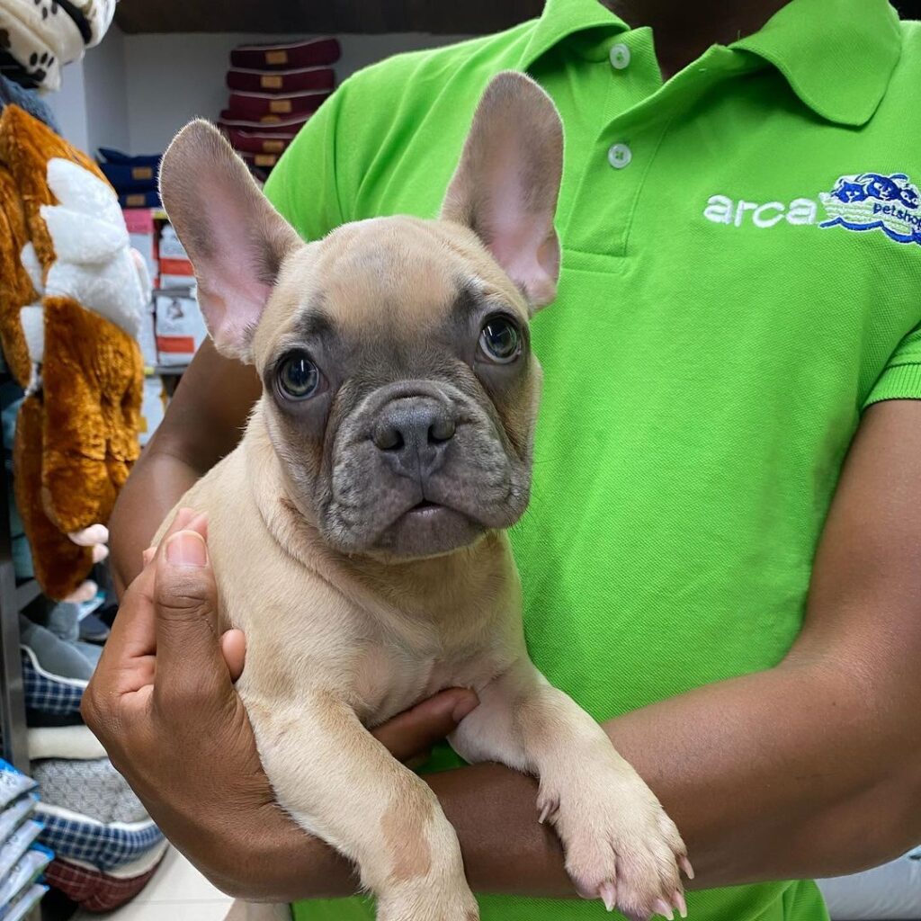 cachorrito de Bulldog Francés