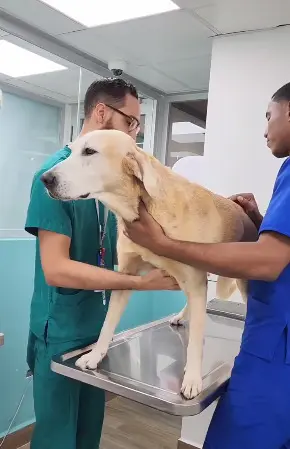 Evaluación de Mascotas