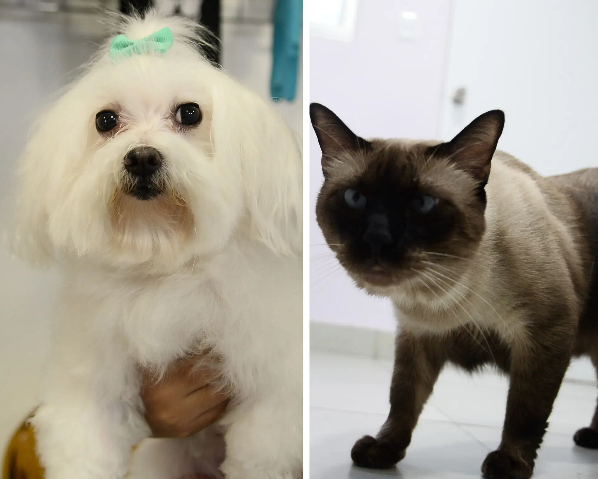 Gatos y Perros las mascotas más comunes en República Dominicana, cuánto cuesta consentirlos, foto de Feliz De la Cruz