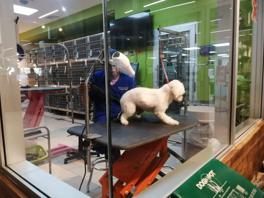 Spa para mascotas