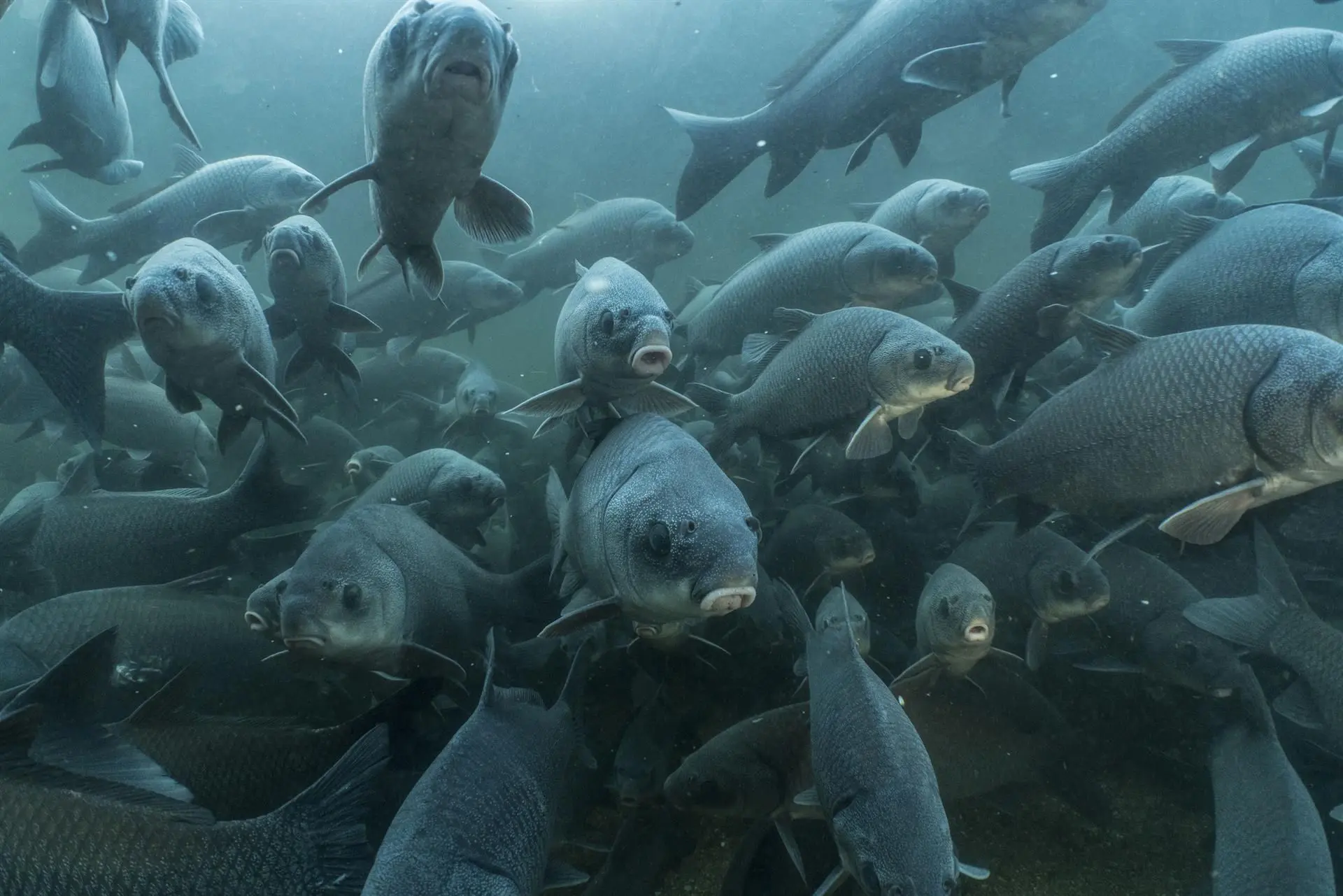 Una de cada cuatro especies de peces agua dulce en peligro de extinción