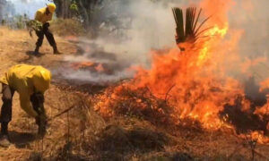 Incendios forestales