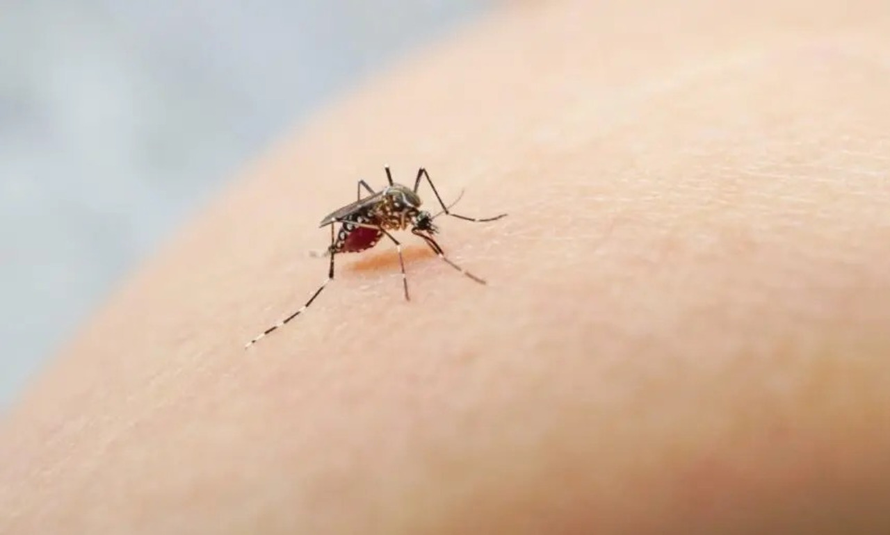 Casos de dengue