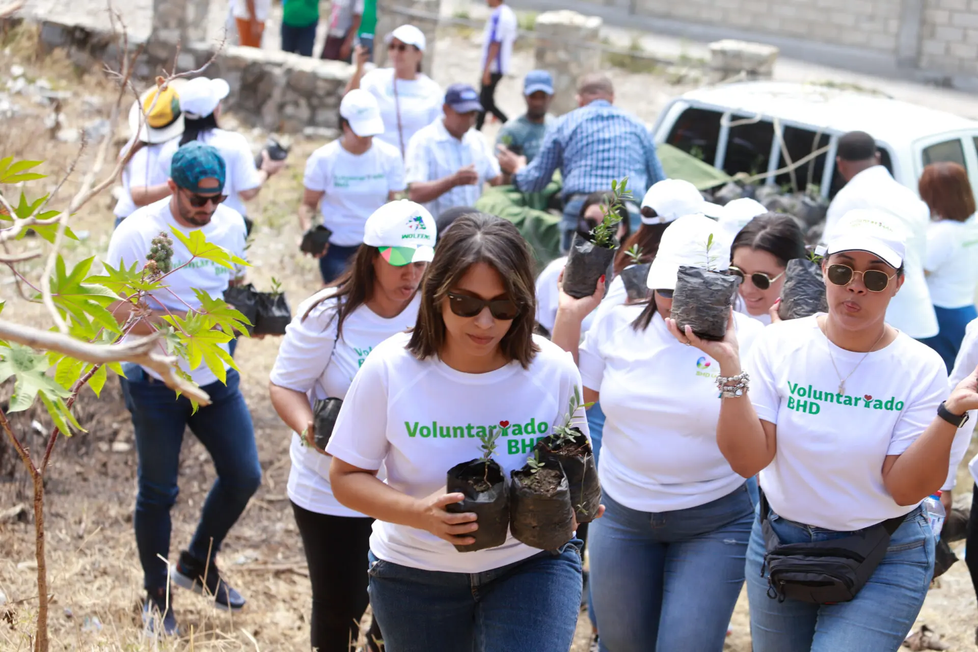 Voluntariado BHD realiza jornada de siembra de canelilla en Azua