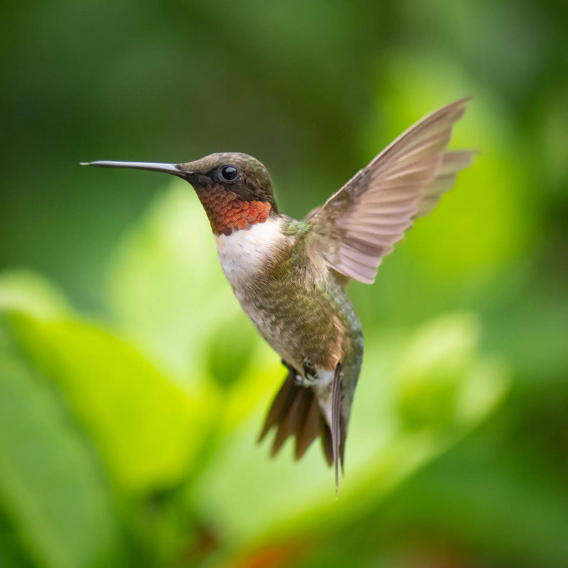 Colibrí (imagen ilustrativa)