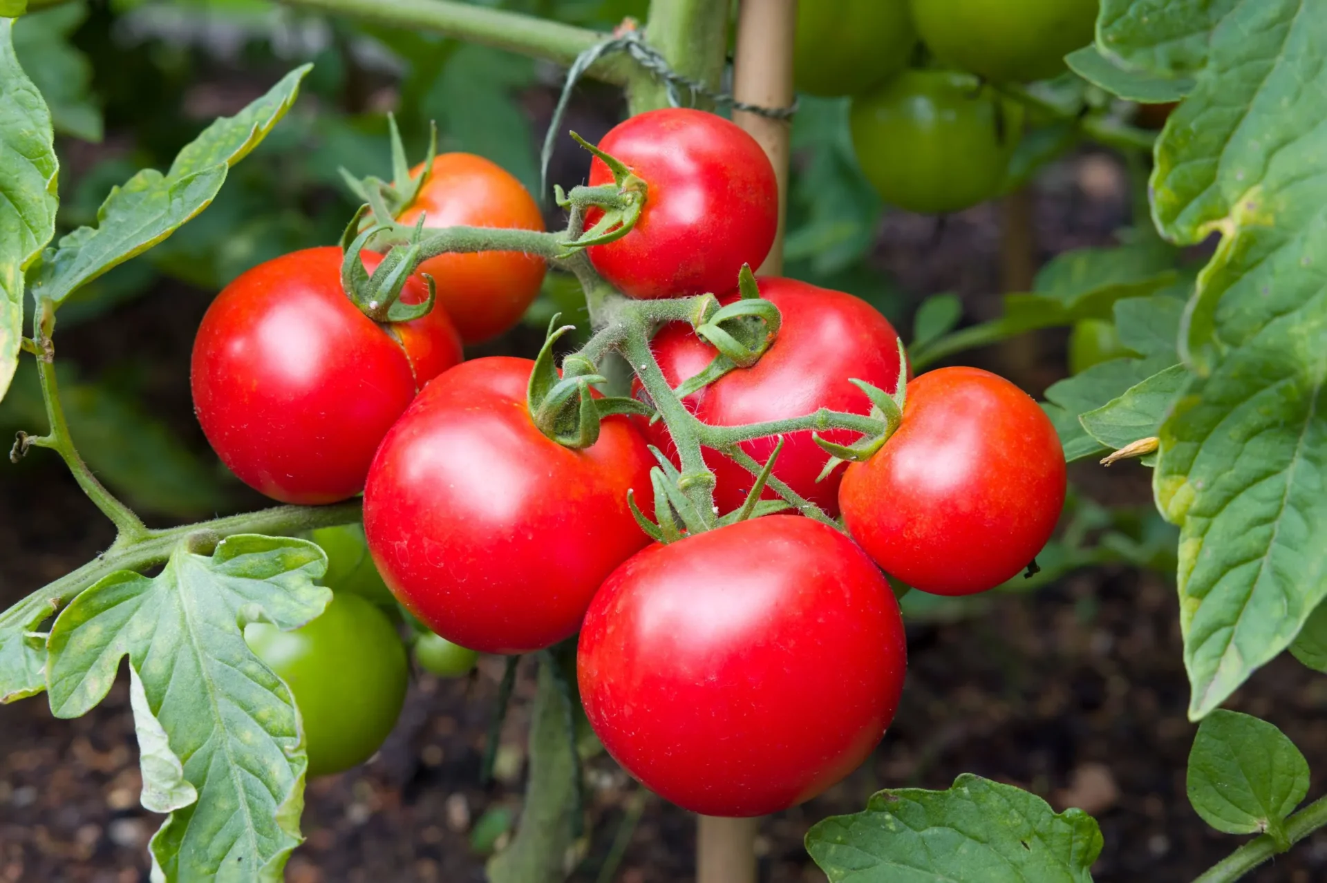 Tomates