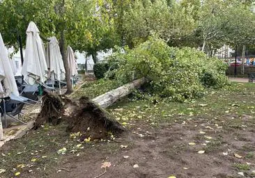 Enfermera de Bonao fallece al ser golpeada por un árbol caído