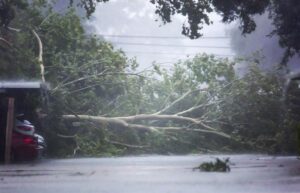Un árbol caído derribado por el viento y la lluvia del huracán Beryl en Houston, Texas. EFE/EPA/CARLOS RAMIREZ