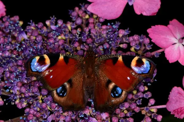 Ejemplar de mariposa pavo real. Crédito: Sam England/Universidad de Bristol/SOLO USO EDITORIAL