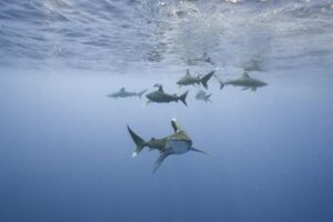 Fotografía sin fecha específica de toma cedida por Andy Mann que muestra tiburones. EFE/Andy Mann