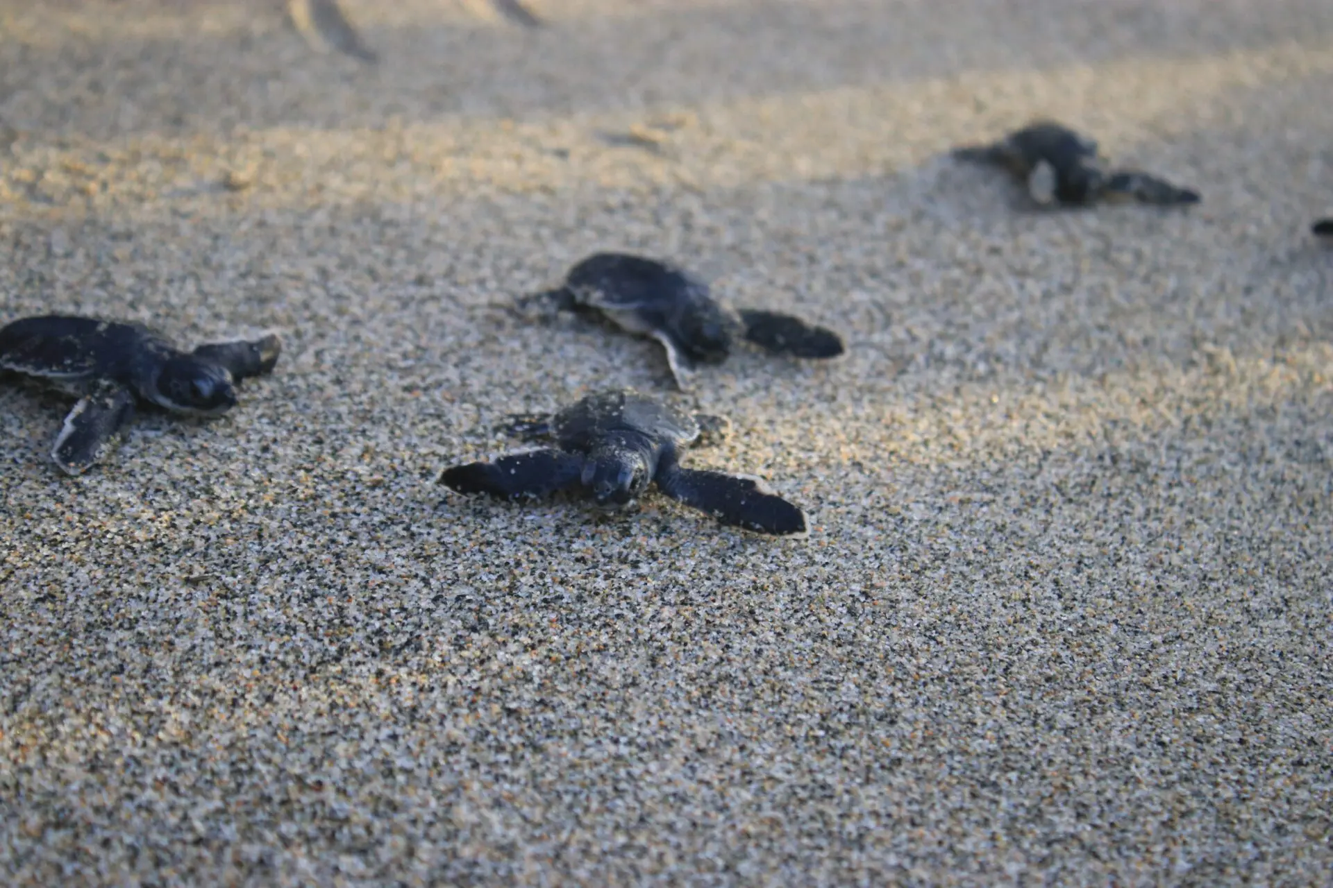 Liberan a 120 neonatos de tortuga carey en playa Güibia