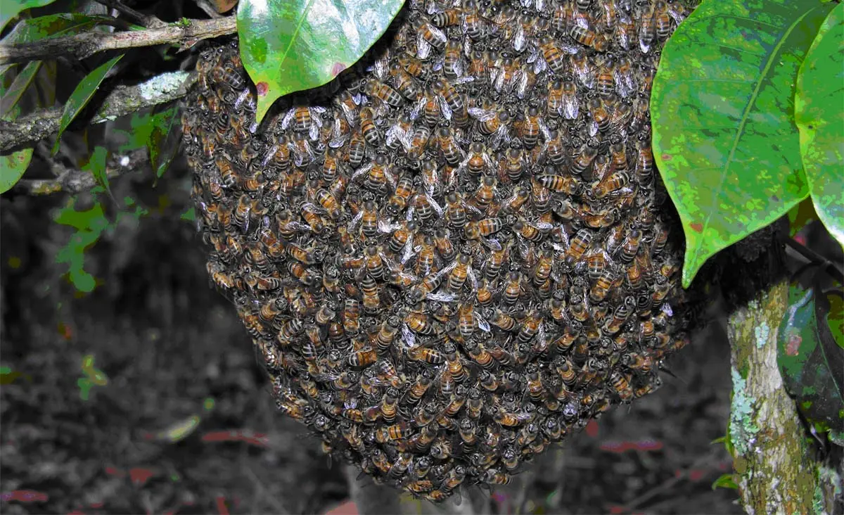 Enjambre de abejas pone fin a la vida de una mujer en Bahoruco