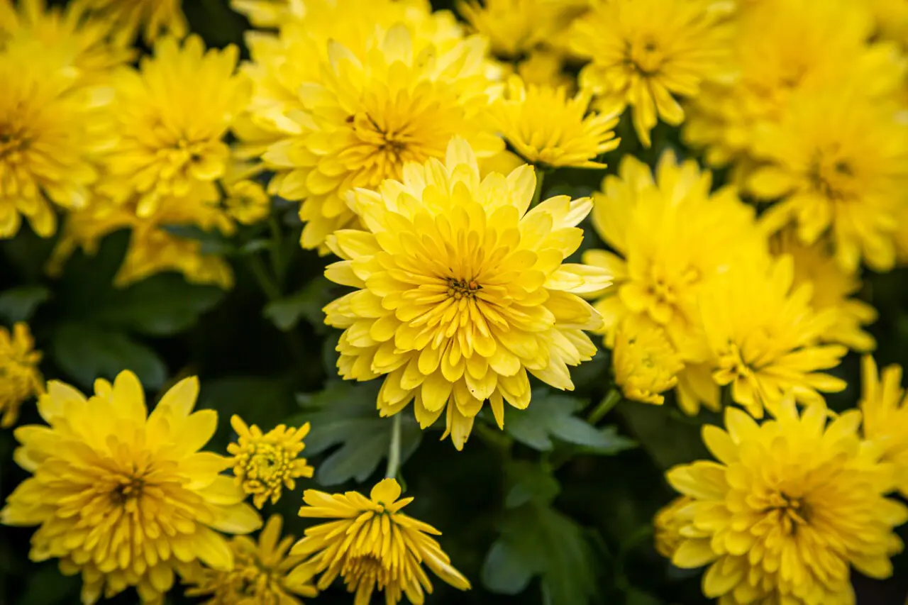 flores amarillas el 21 de septiembre