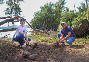 Arajet siembra más de 500 manglares en Laguna Redonda