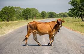 Muere hombre en Independencia tras chocar con una vaca la motocicleta que conducía