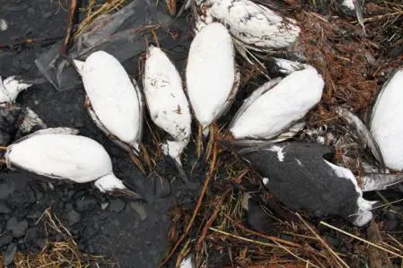 Ola de calor mató millones de aves marinas en Alaska