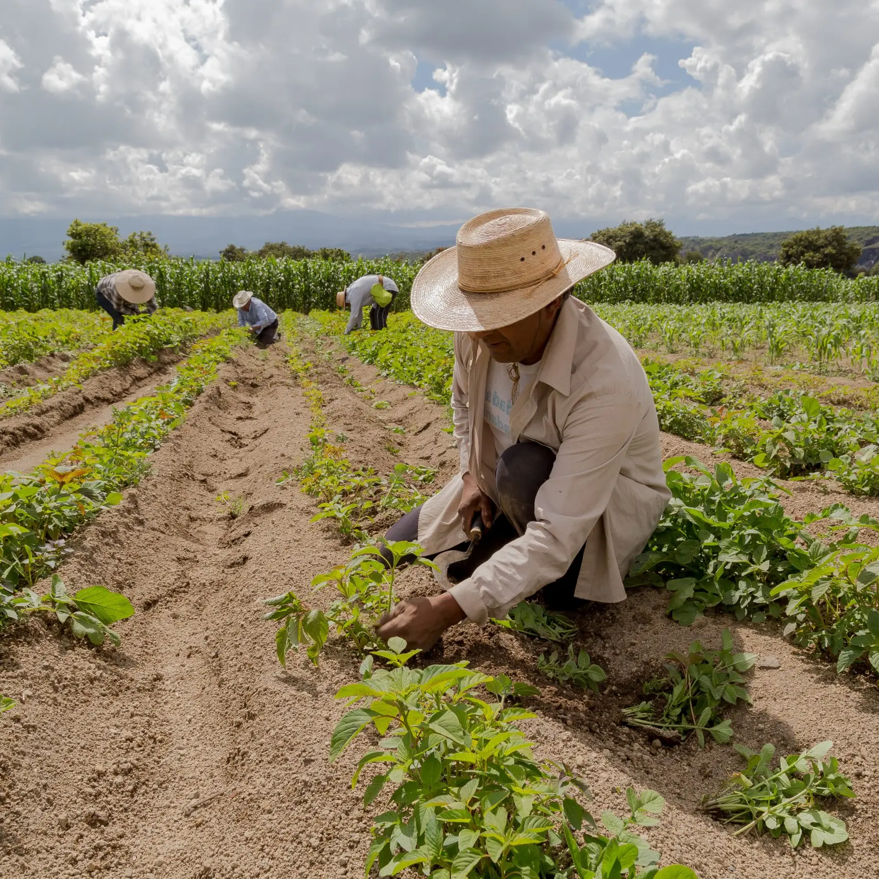 Productores de arroz agradecen al Presidente por salvaguardar la producción nacional