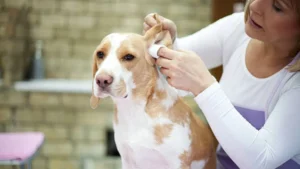 Masajear las orejas de los perros