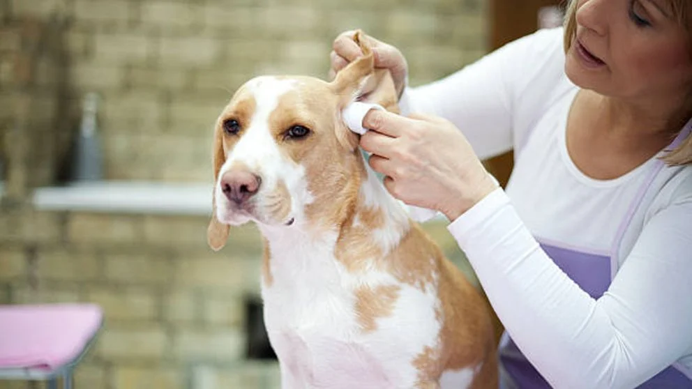 Masajear las orejas de los perros