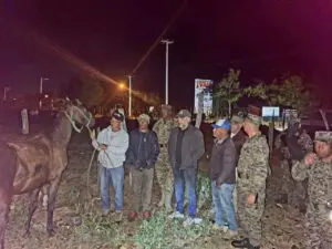 Ejército recupera ganado robado en hacienda de Dajabón